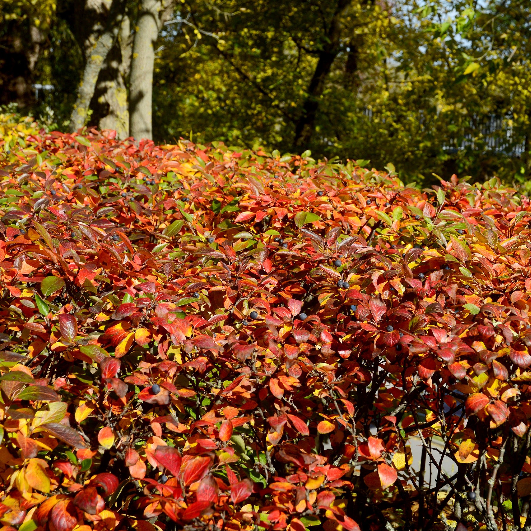 Glanzende dwergmispel - Willemse