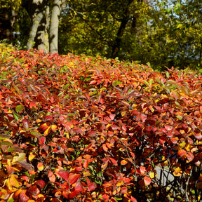 Glanzende dwergmispel - Willemse