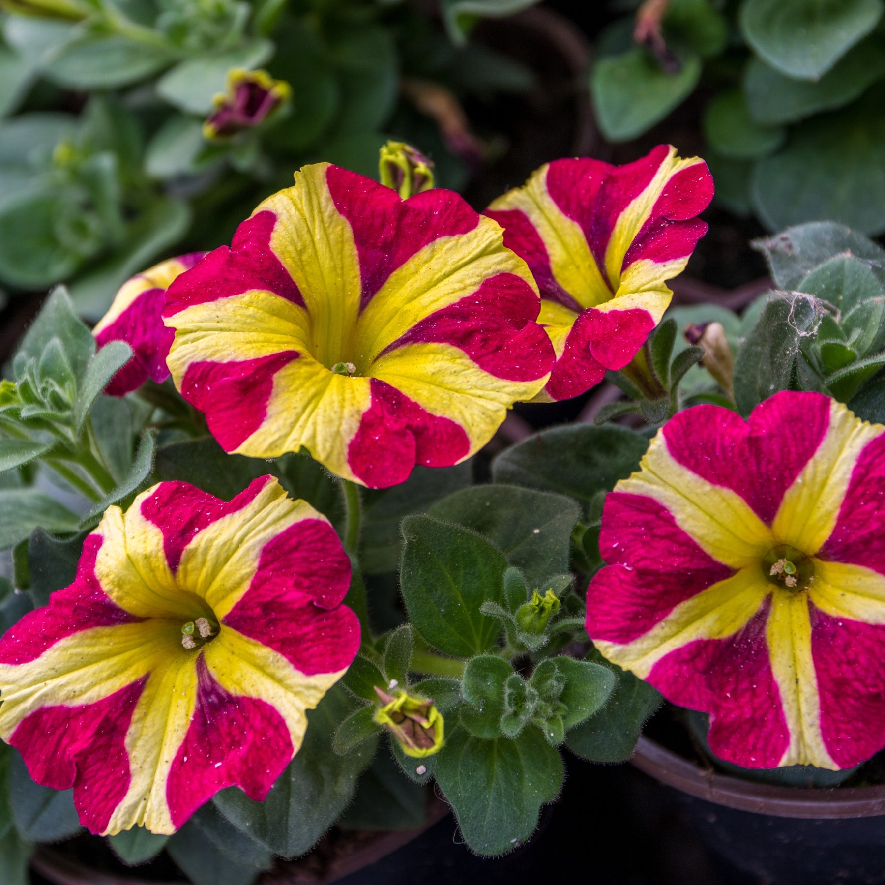 Petunia 'Amore Queen of Hearts' (x3)