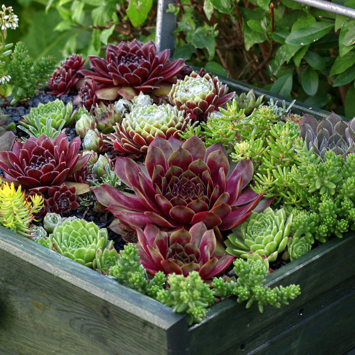 Sempervivum - Huislook Mix (x6) - Sempervivum - Huislook