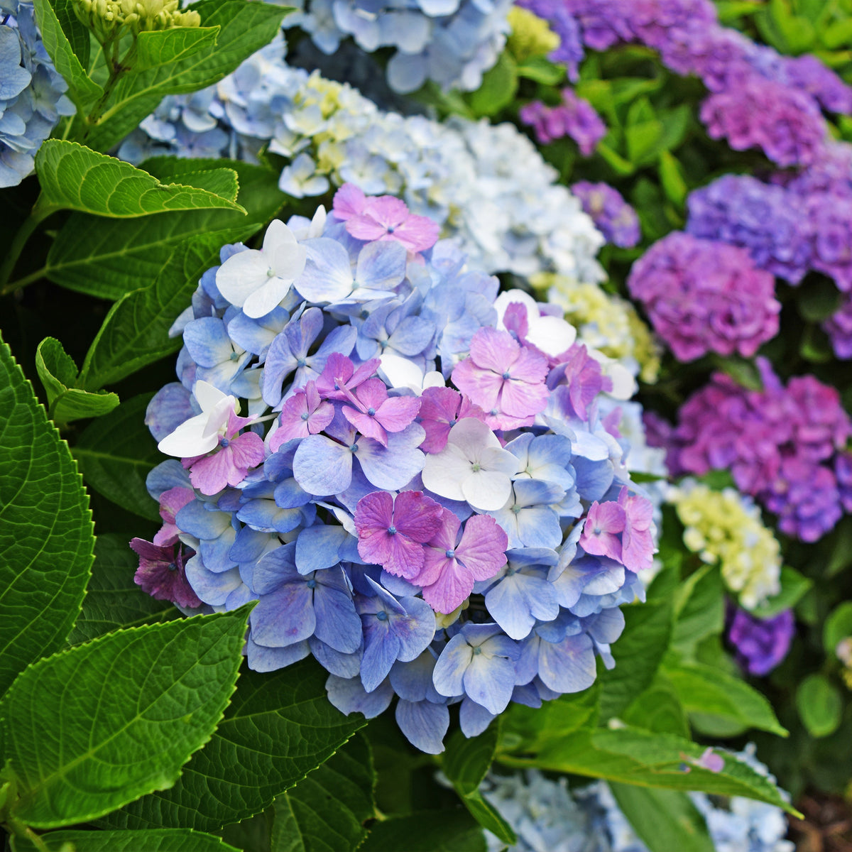 Verzameling hortensia's voor perken en hagen (x3)