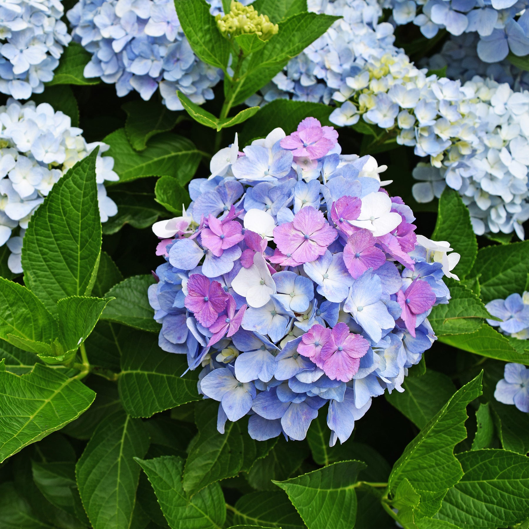 Verkoop Boerenhortensia 'Tricolore' - Hydrangea macrophylla