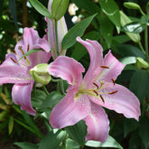 Orientaalse Lelie Josephine (x3) - Willemse