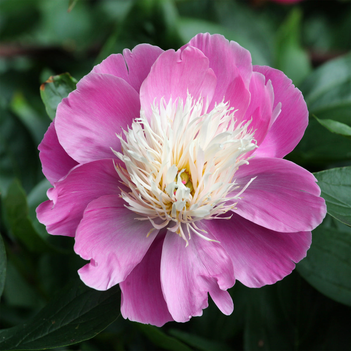 Pioenroos 'Bowl of Beauty' - Paeonia lactiflora bowl of beauty - Willemse