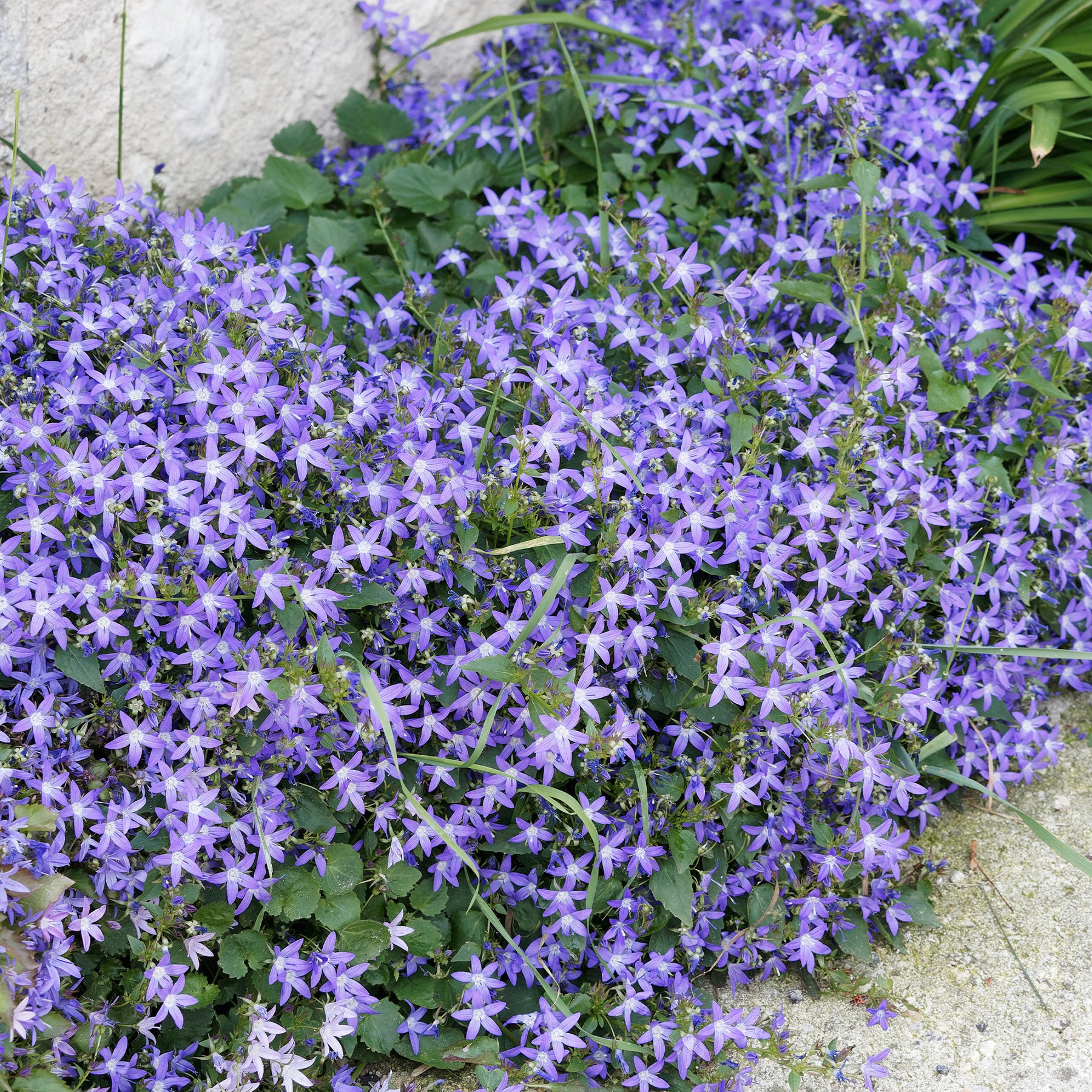 Saponaria ocymoides, Campanula poscharskyana, Sedum acre, Phlox subulata - Bodembedekkers borderpakket - ca 2 m² - Vaste planten