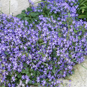 Saponaria ocymoides, Campanula poscharskyana, Sedum acre, Phlox subulata - Bodembedekkers borderpakket - ca 2 m² - Vaste planten