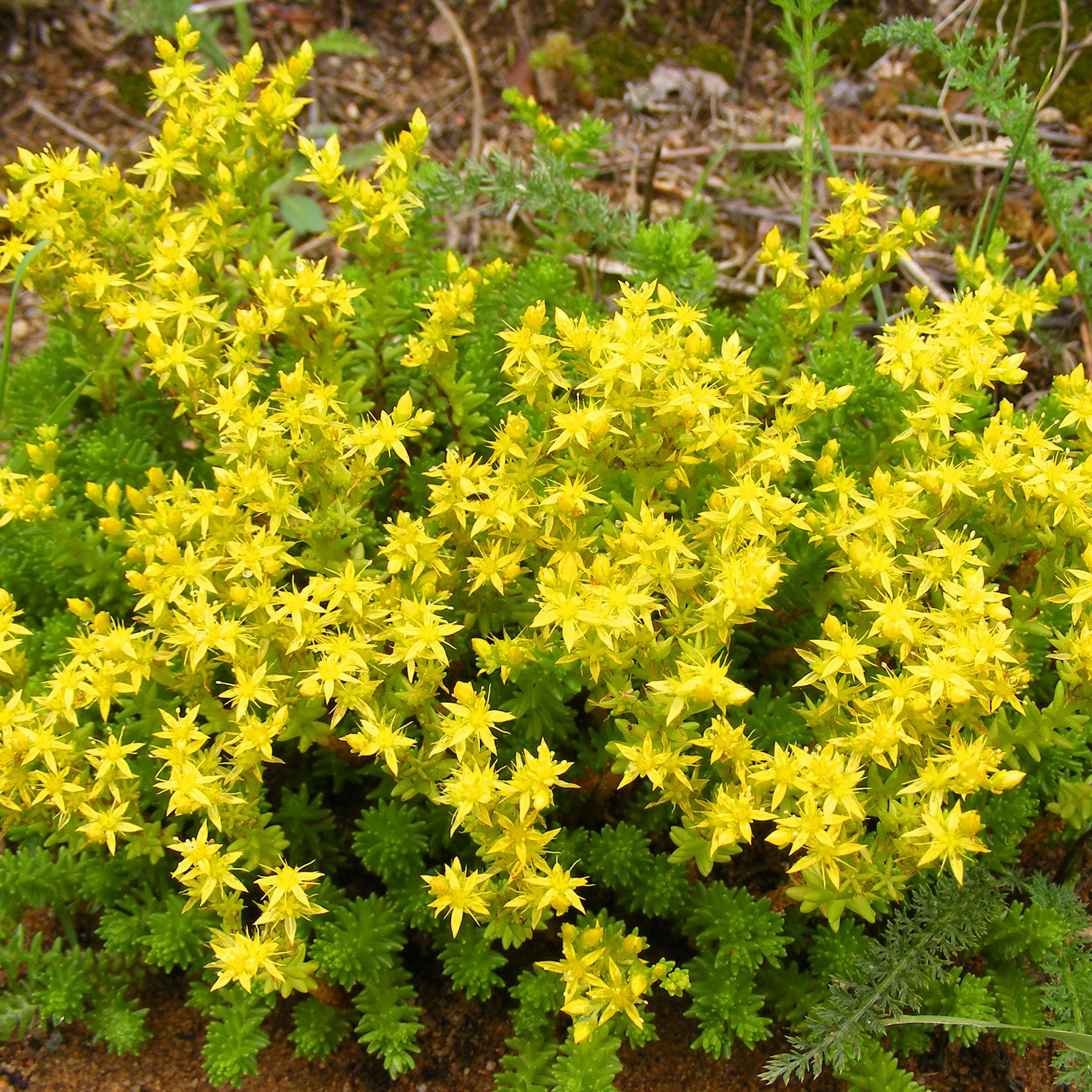 Vaste planten - Bodembedekkers borderpakket - ca 2 m² - Saponaria ocymoides, Campanula poscharskyana, Sedum acre, Phlox subulata