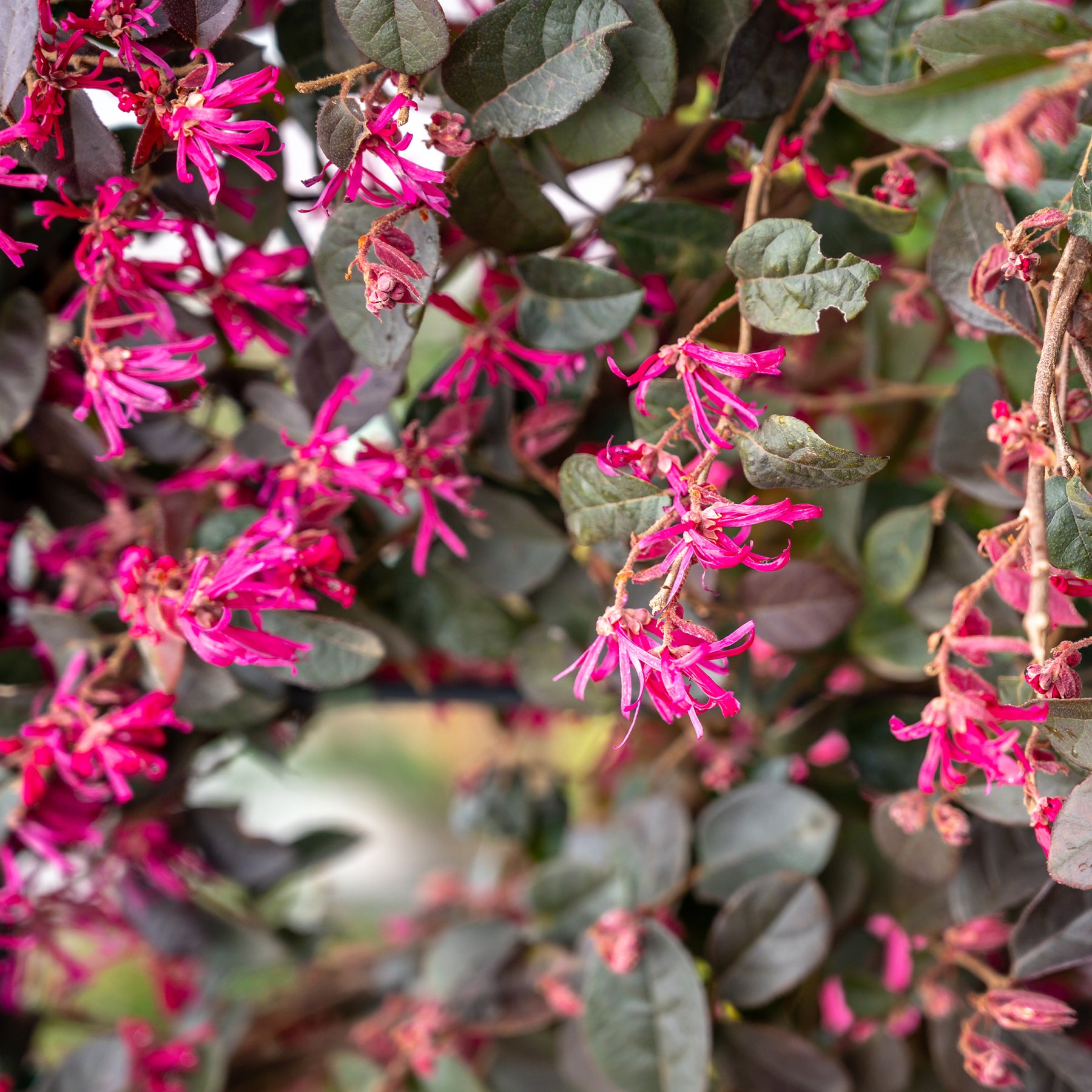 Loropetalum chinense Black Pearl - Heksenstruik Black Pearl - Balkon- en terrasplanten