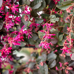 Loropetalum chinense Black Pearl - Heksenstruik Black Pearl - Balkon- en terrasplanten
