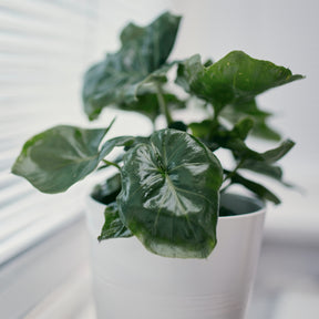 Philodendron Monstera Atom - Willemse