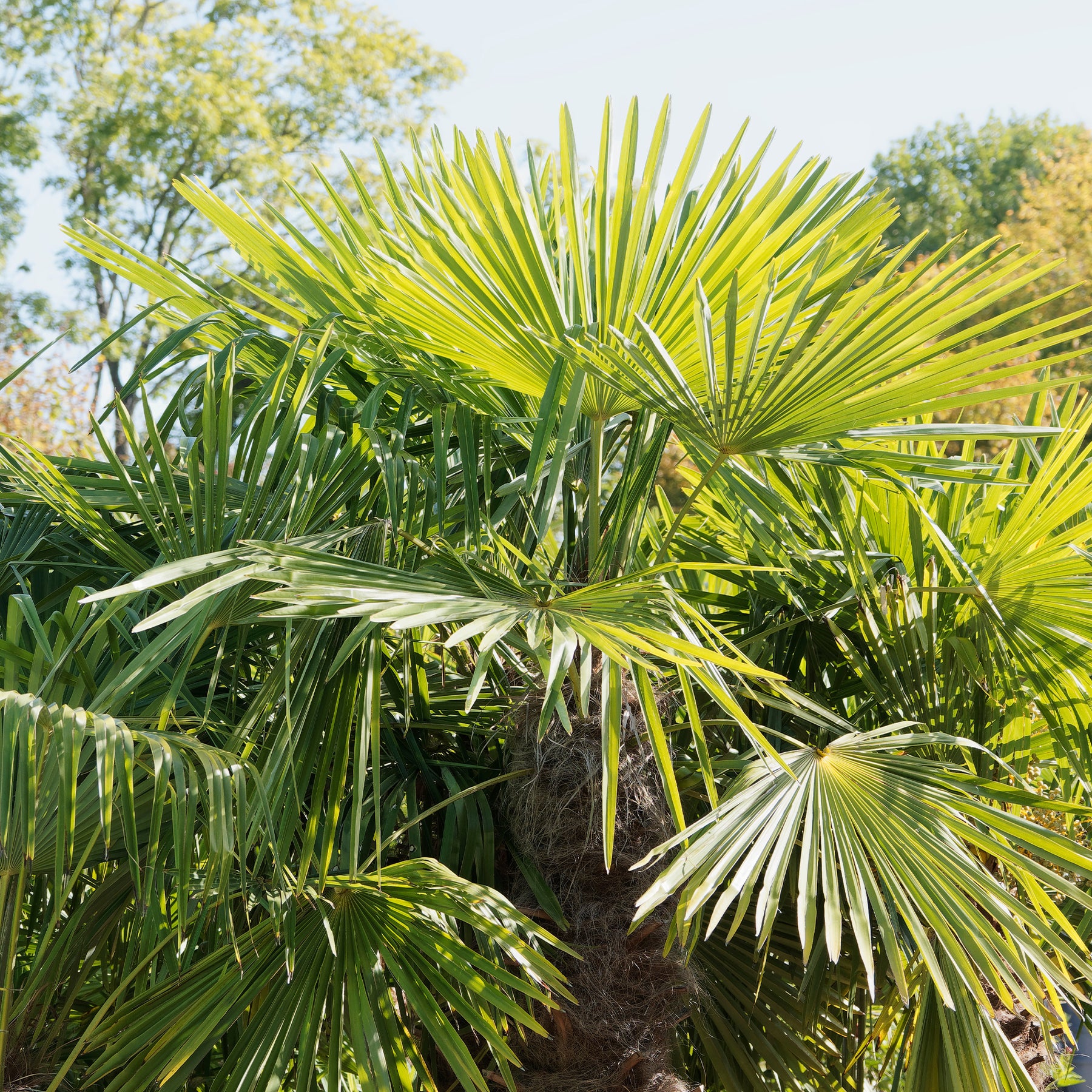 Chinese waaierpalm - Trachycarpus fortunei