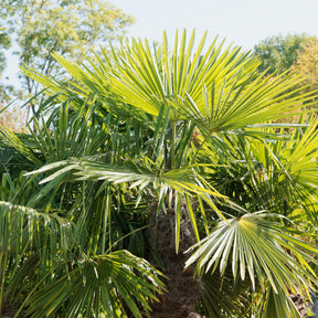 Chinese waaierpalm - Trachycarpus fortunei