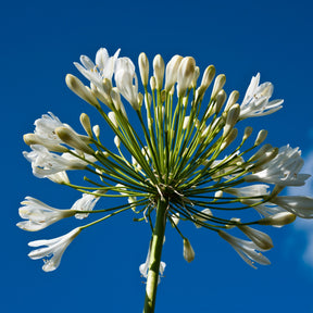 Collectie vaste planten voor tuinen en potten (x7)