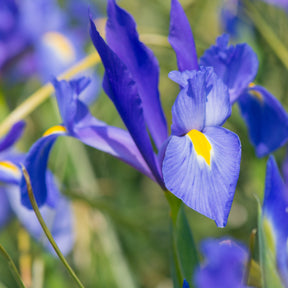 Verkoop Borderpakket zomerbloeiers - ca. 1,5 m² - Gladiolus, Begonia, Iris, Liatris, Crocosmia, Lilium, Dahlia