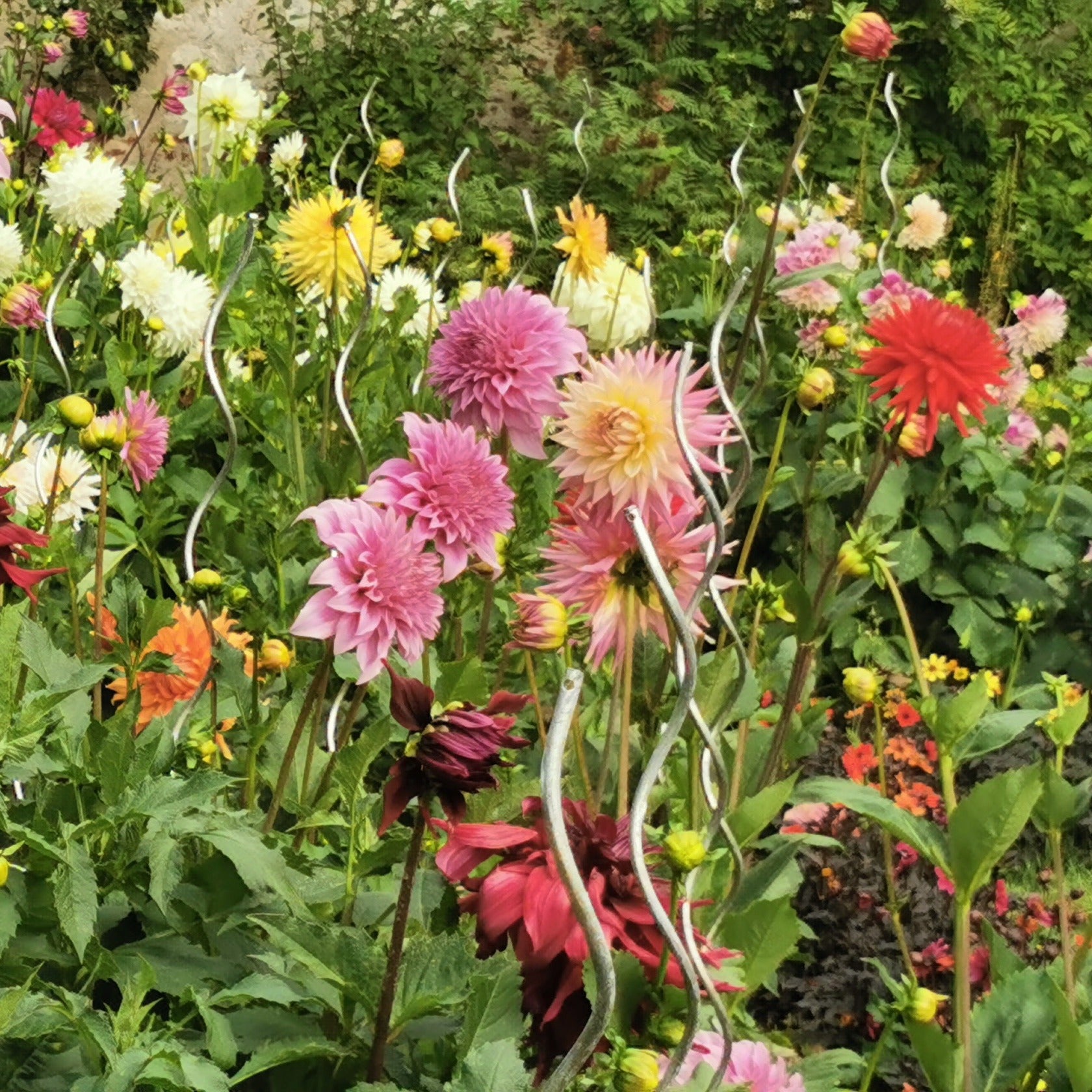 Verkoop Borderpakket zomerbloeiers - ca. 1,5 m²
