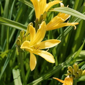 Borderpakket zomerbloeiers - ca. 1,5 m² - Zomerbloeiers - Willemse