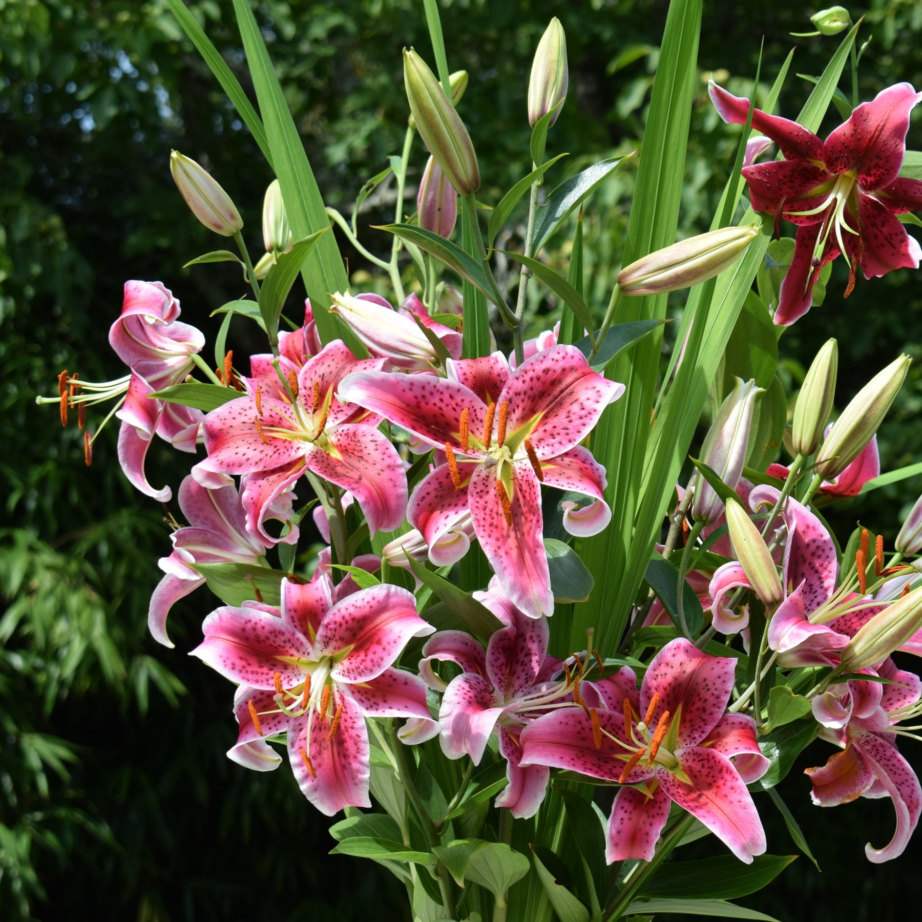 Verkoop Borderpakket zomerbloeiers - ca. 1,5 m² - Zomerbloeiers