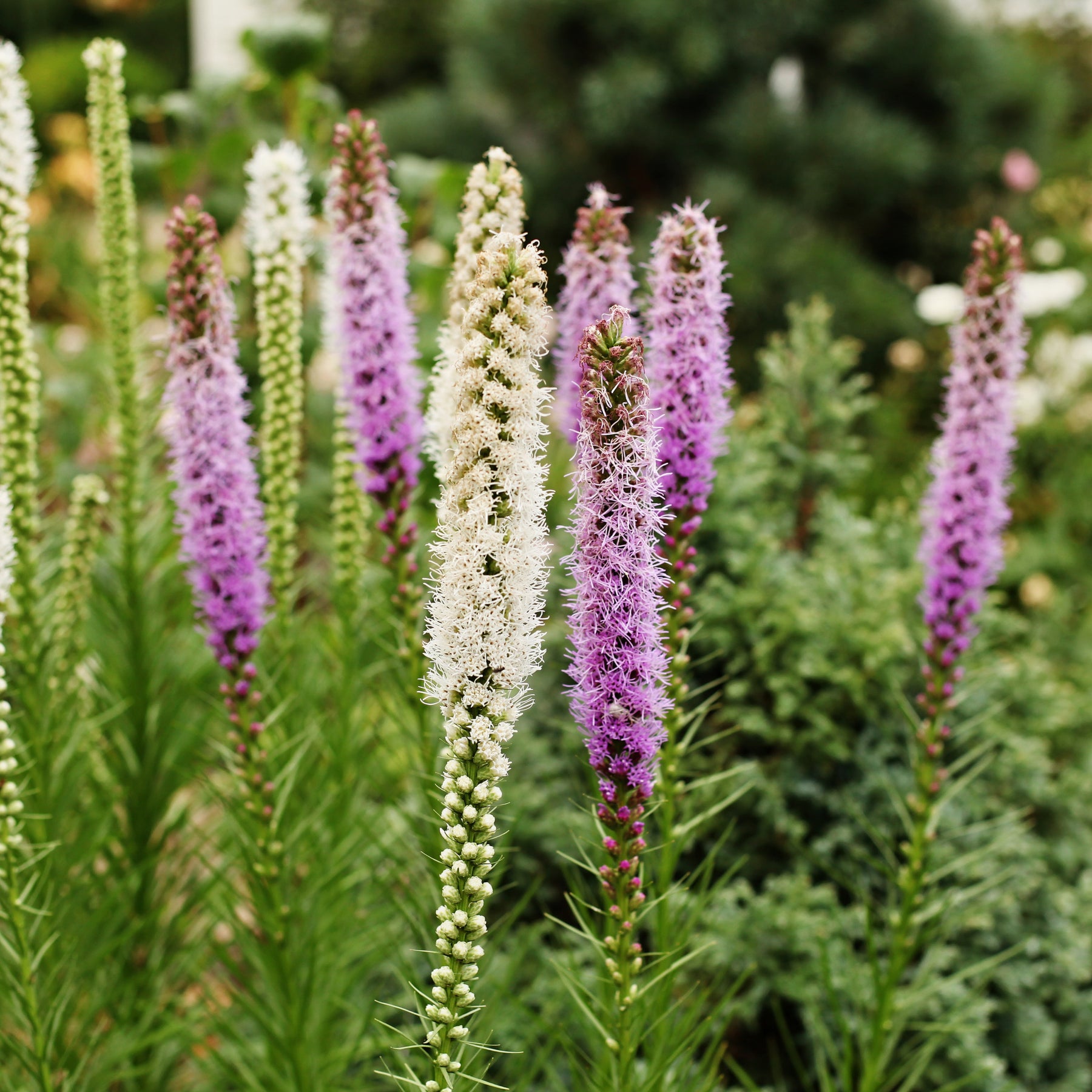 Verkoop Zomerbloeiers - Borderpakket zomerbloeiers - ca. 1,5 m²