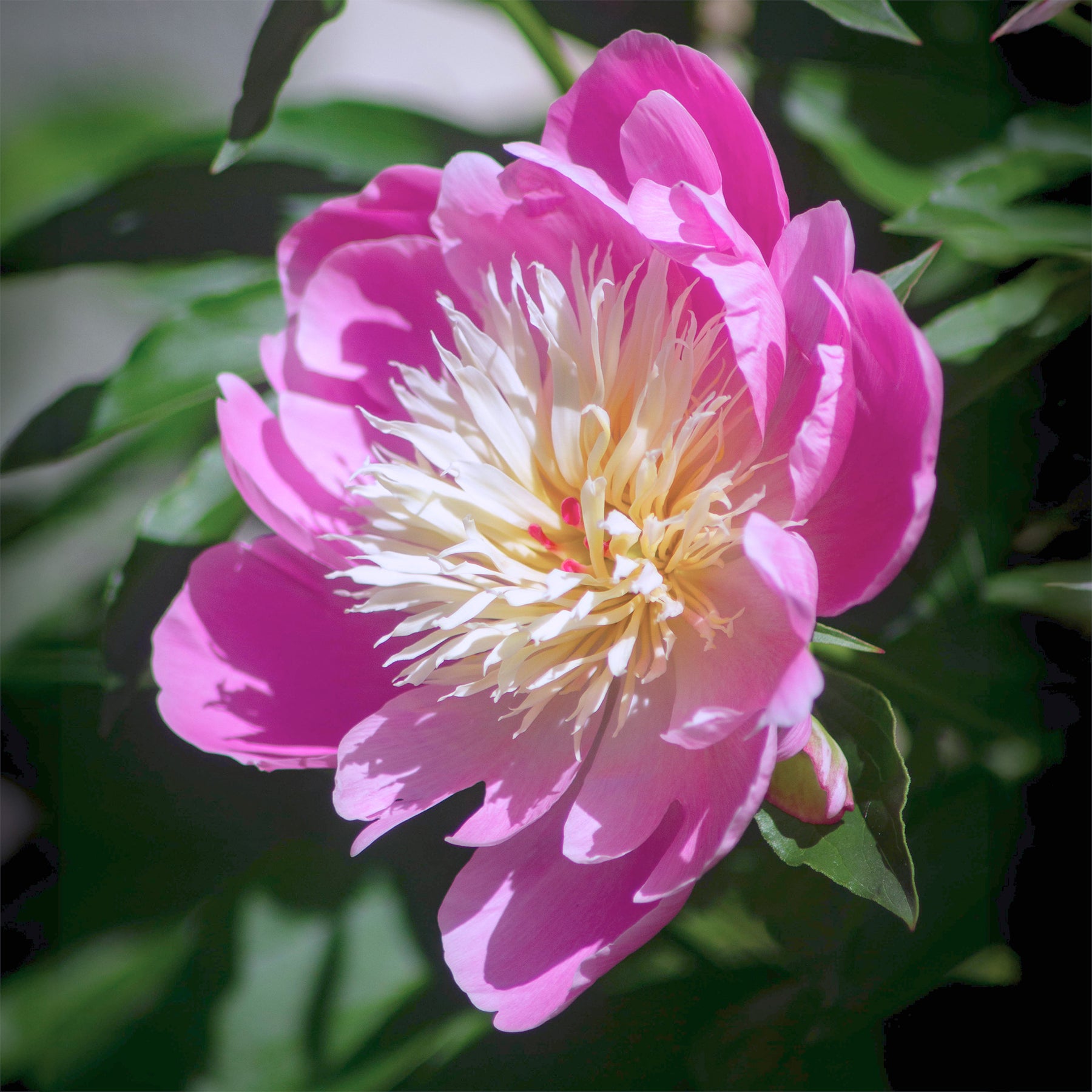 Pioenrozen - Pioenroos 'Fantastic' - Paeonia Fantastic