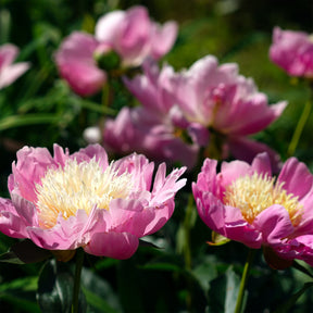 Paeonia Fantastic - Pioenroos 'Fantastic' - Pioenrozen