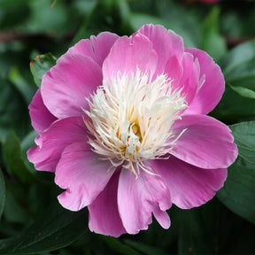 Pioenroos 'Fantastic' - Paeonia Fantastic - Willemse