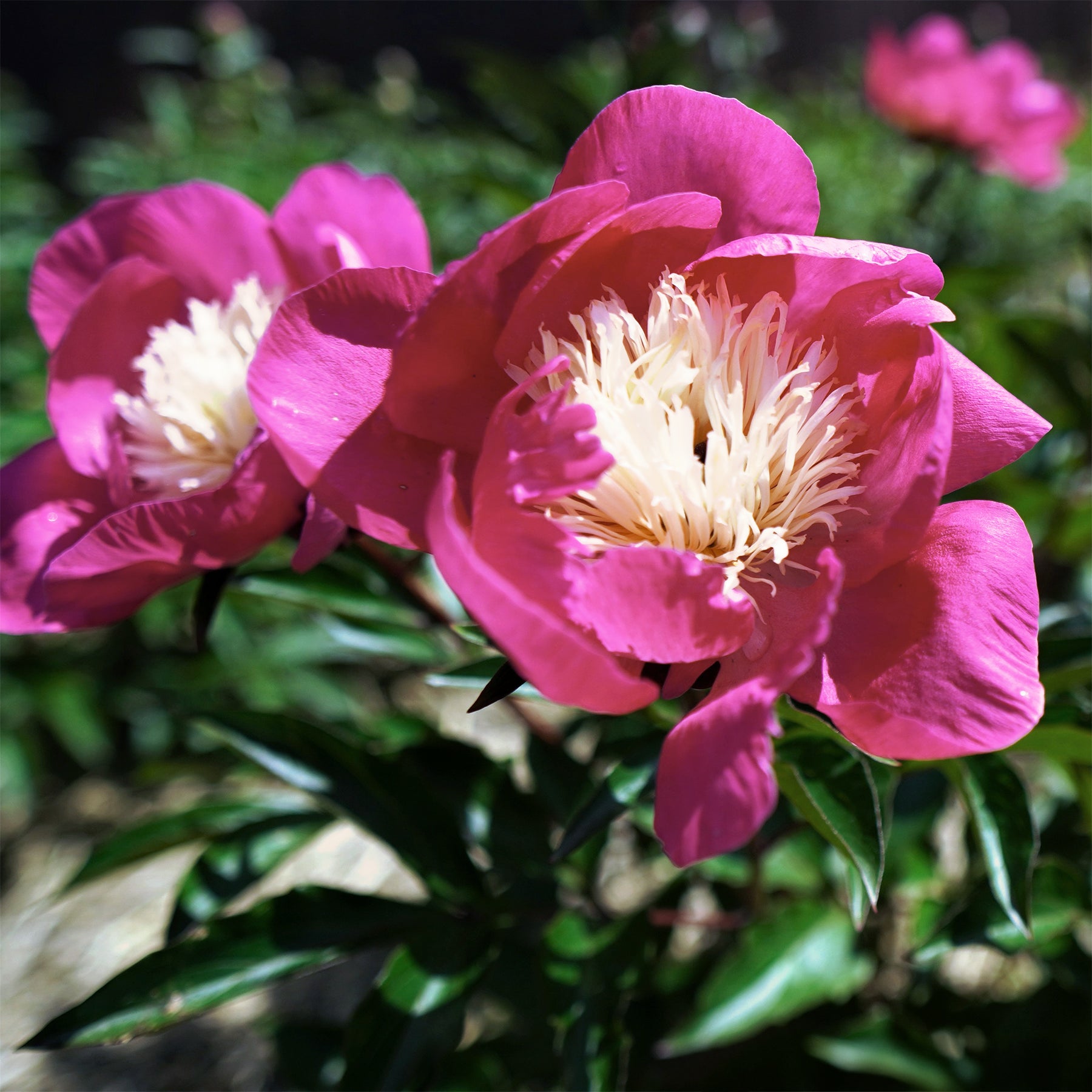 Verkoop Pioenroos 'Fantastic' - Paeonia Fantastic