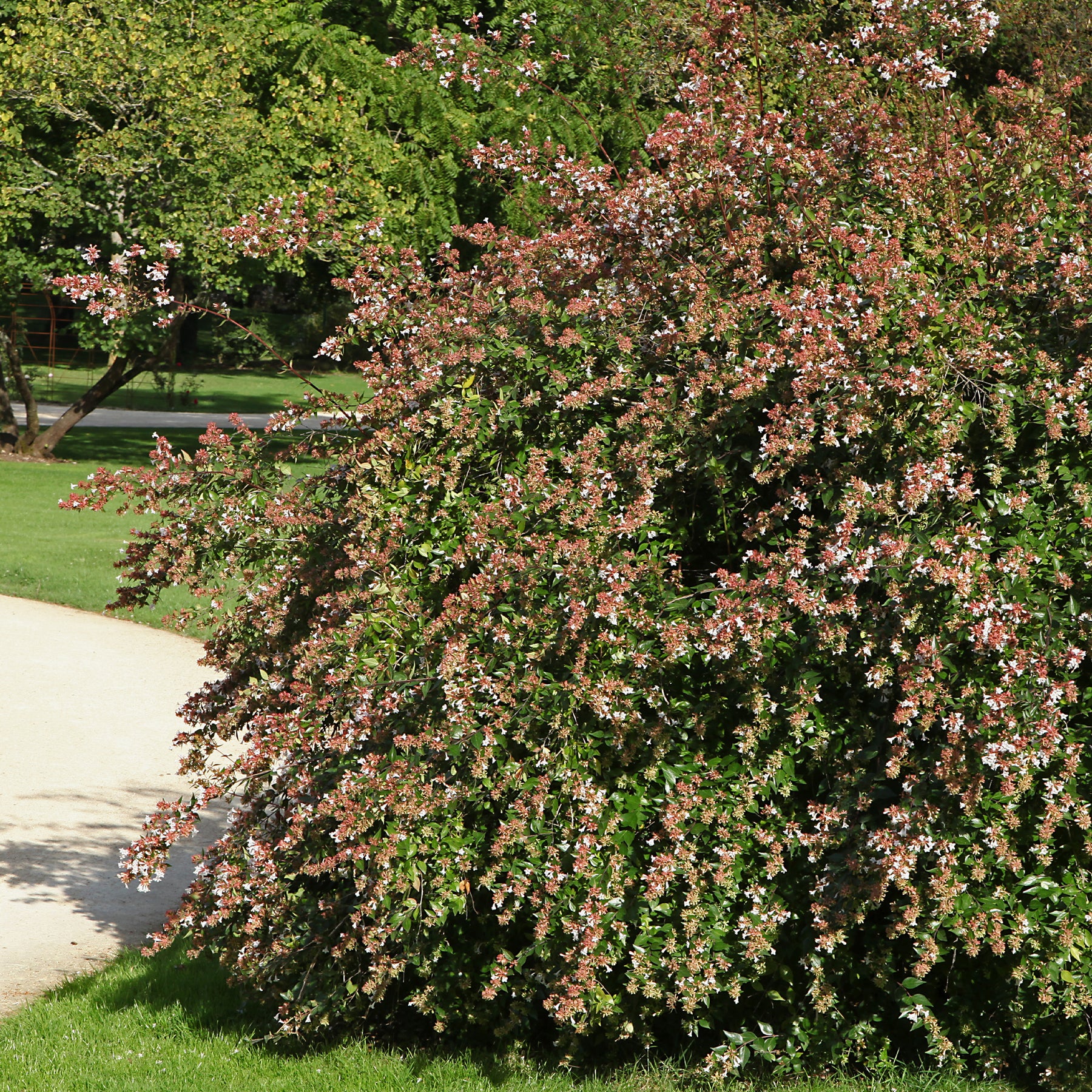 Grootbloemige abelia