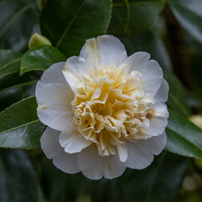 Dubbelbloemige Japanse roos - wit - Willemse