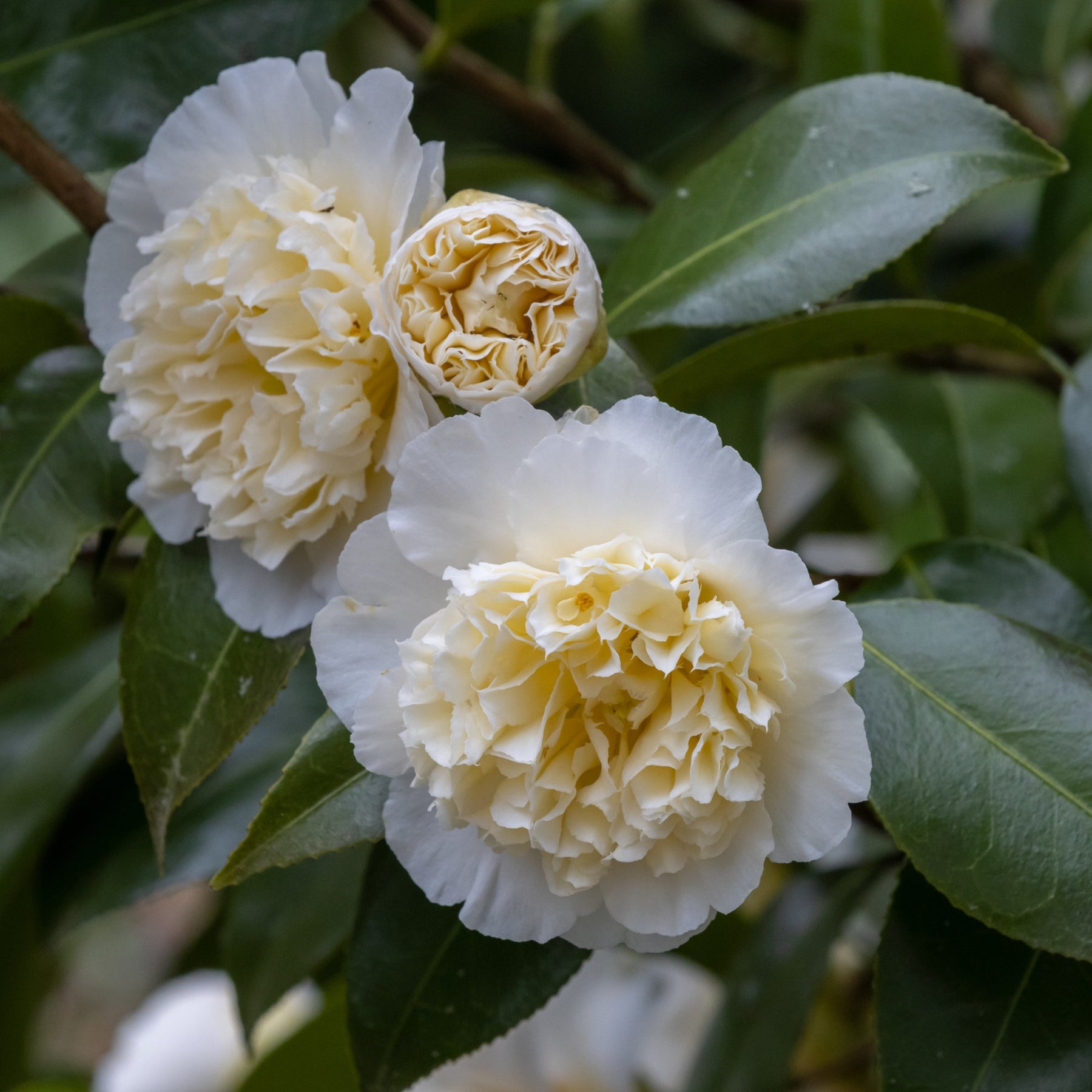Dubbelbloemige Japanse roos - wit - Camellia japonica Brushfields Yellow - Willemse
