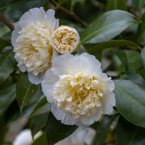 Dubbelbloemige Japanse roos - wit - Camellia japonica Brushfields Yellow - Willemse