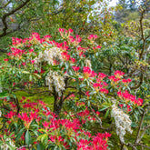 Wintergroene planten - Rotsheide 'Forest Flame' - Pieris Forest Flame