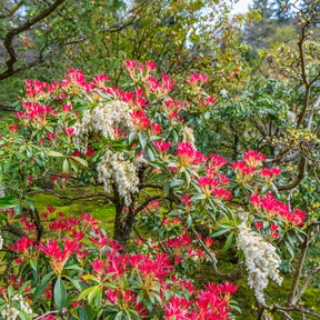 Wintergroene planten - Rotsheide 'Forest Flame' - Pieris Forest Flame