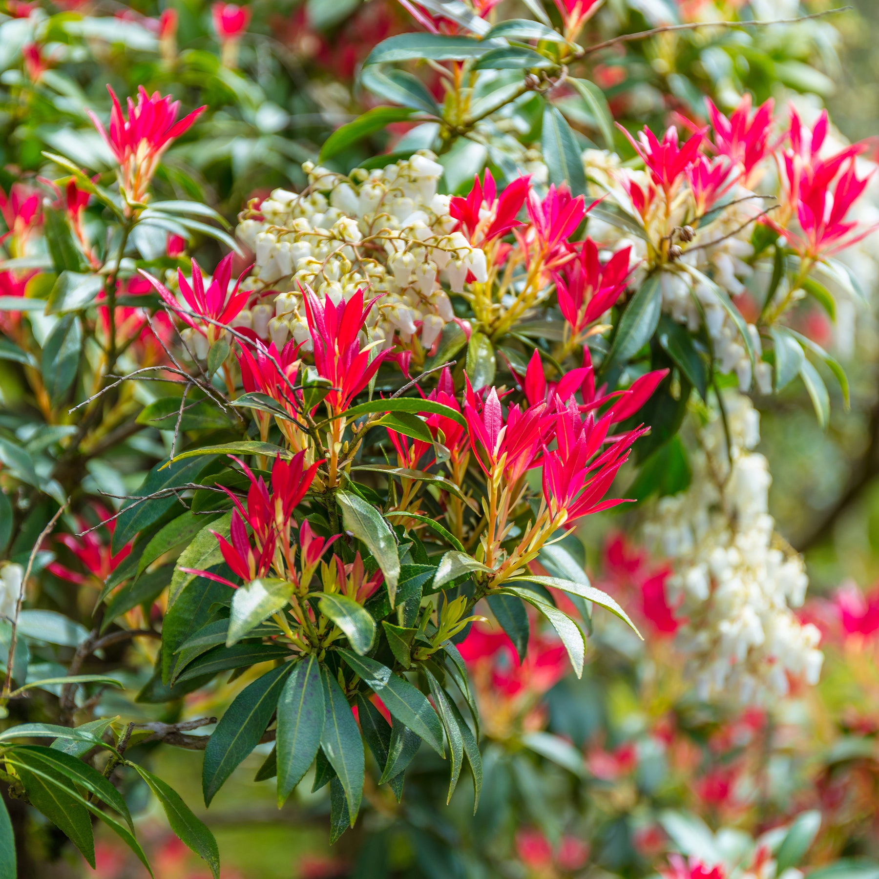 Rotsheide 'Forest Flame'