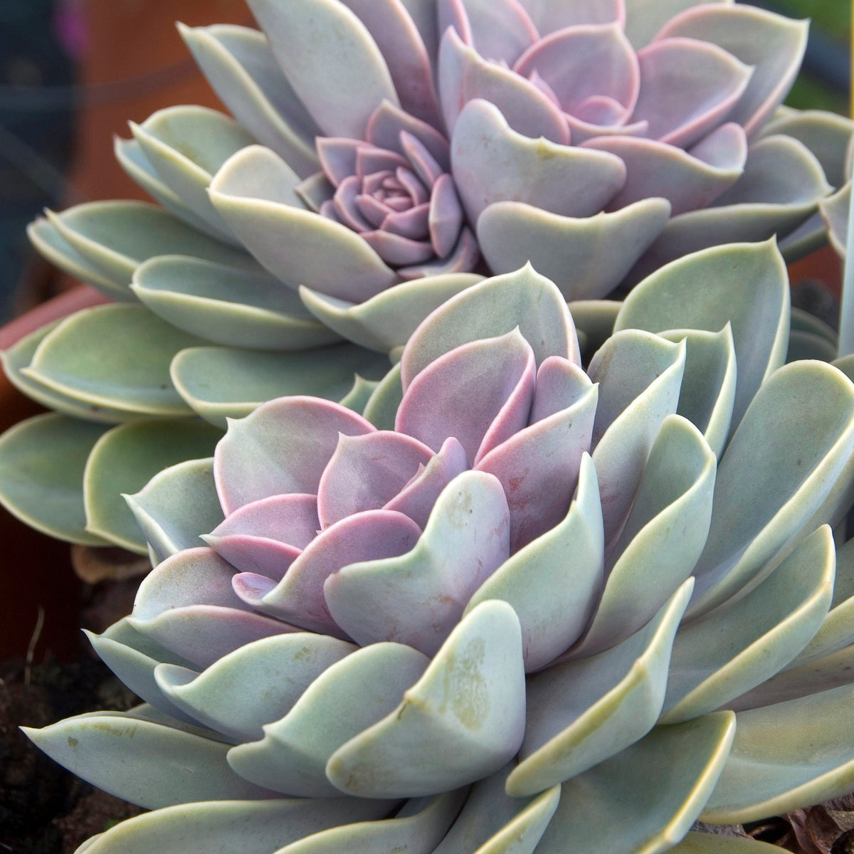 Echeveria Pearl van Neurenberg - Echeveria Pearl Von Nuernberg - Willemse