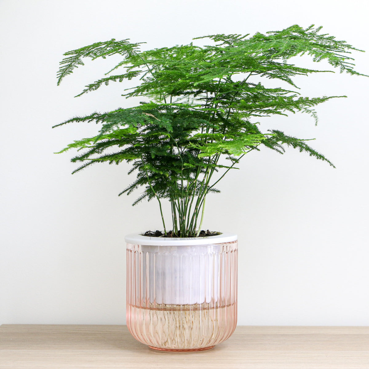 Sierasperge - Willemse