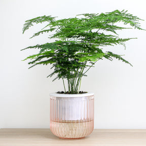 Sierasperge - Willemse