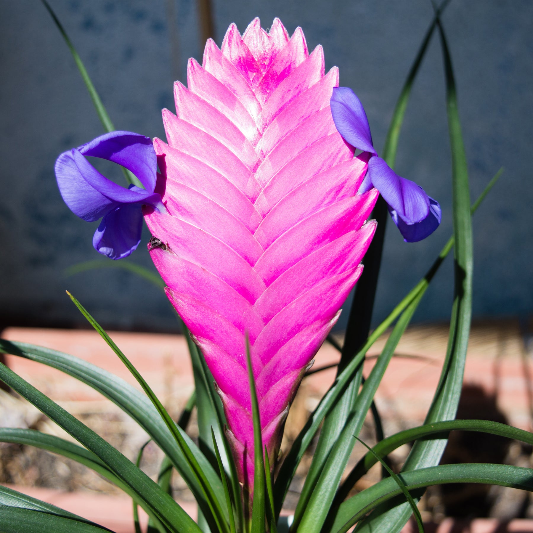 Tillandsia cyanea - Tillandsia cyanea - Willemse