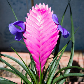 Tillandsia cyanea - Tillandsia cyanea - Willemse