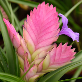 Kamerplanten met bloemen - Tillandsia cyanea - Tillandsia cyanea