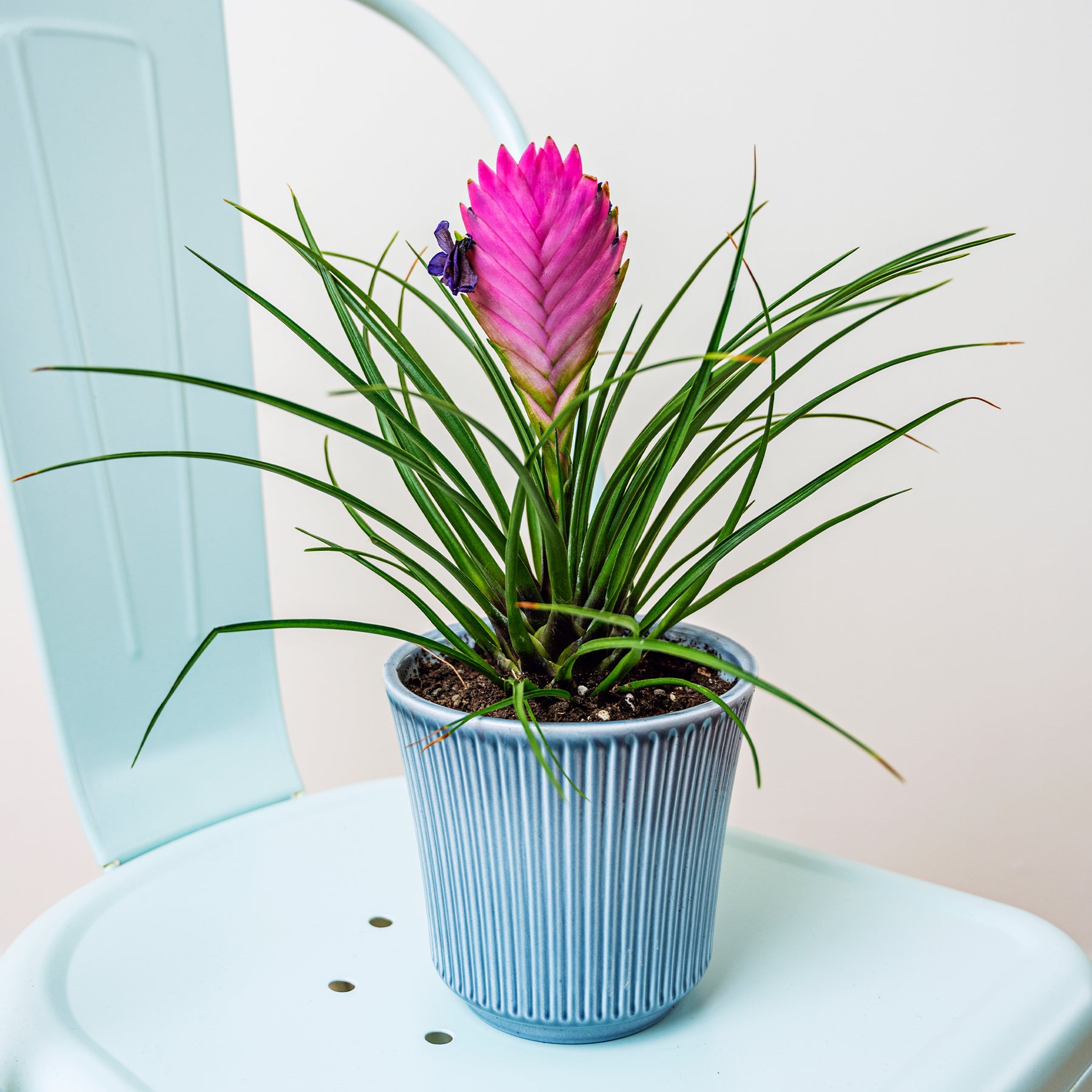 Tillandsia cyanea - Willemse