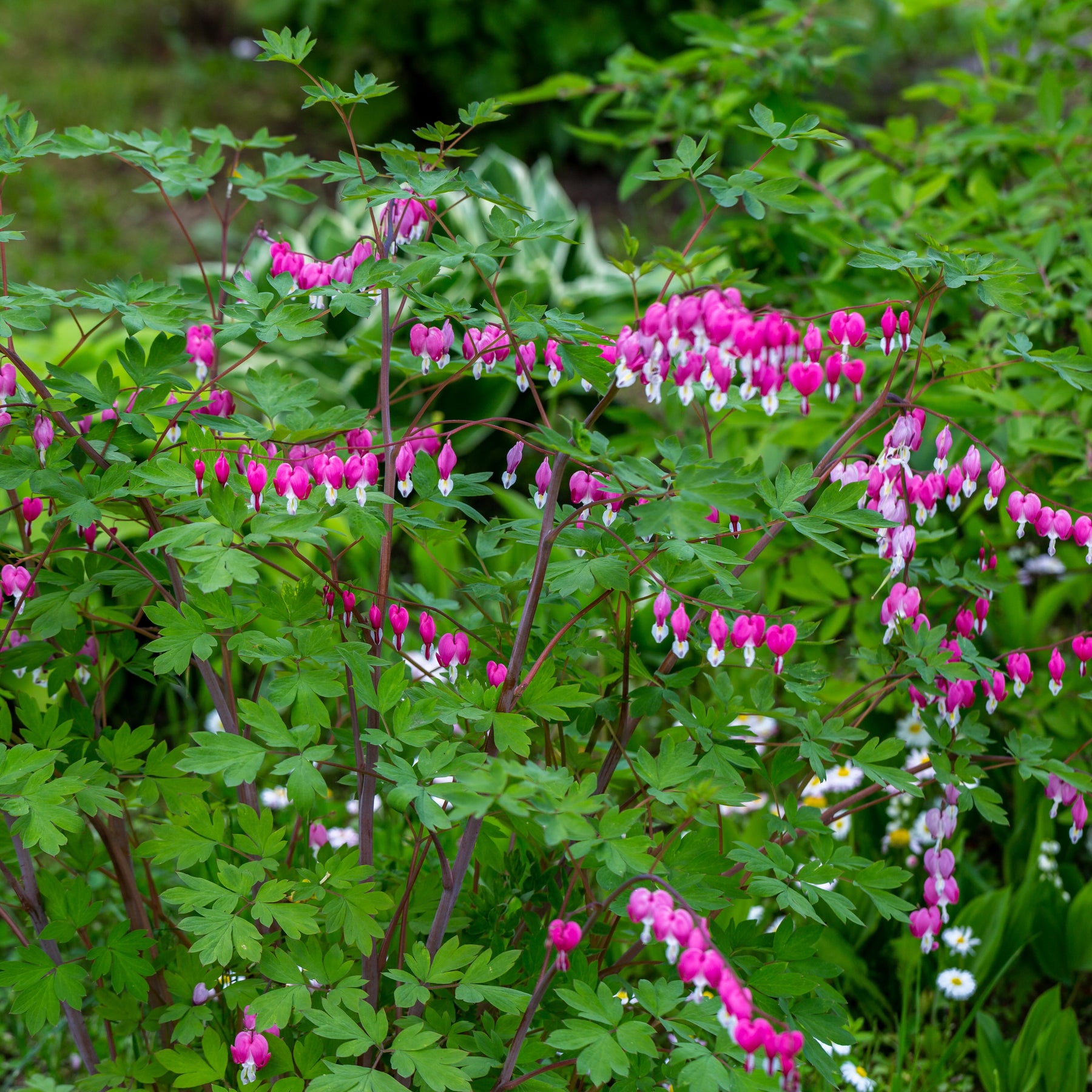Gebroken hartje Mix - 3x roze + 1x wit (x4) - Dicentra spectabilis - Willemse