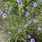 Catananche caerulea - Blauwe strobloem - Bloeiende vaste planten