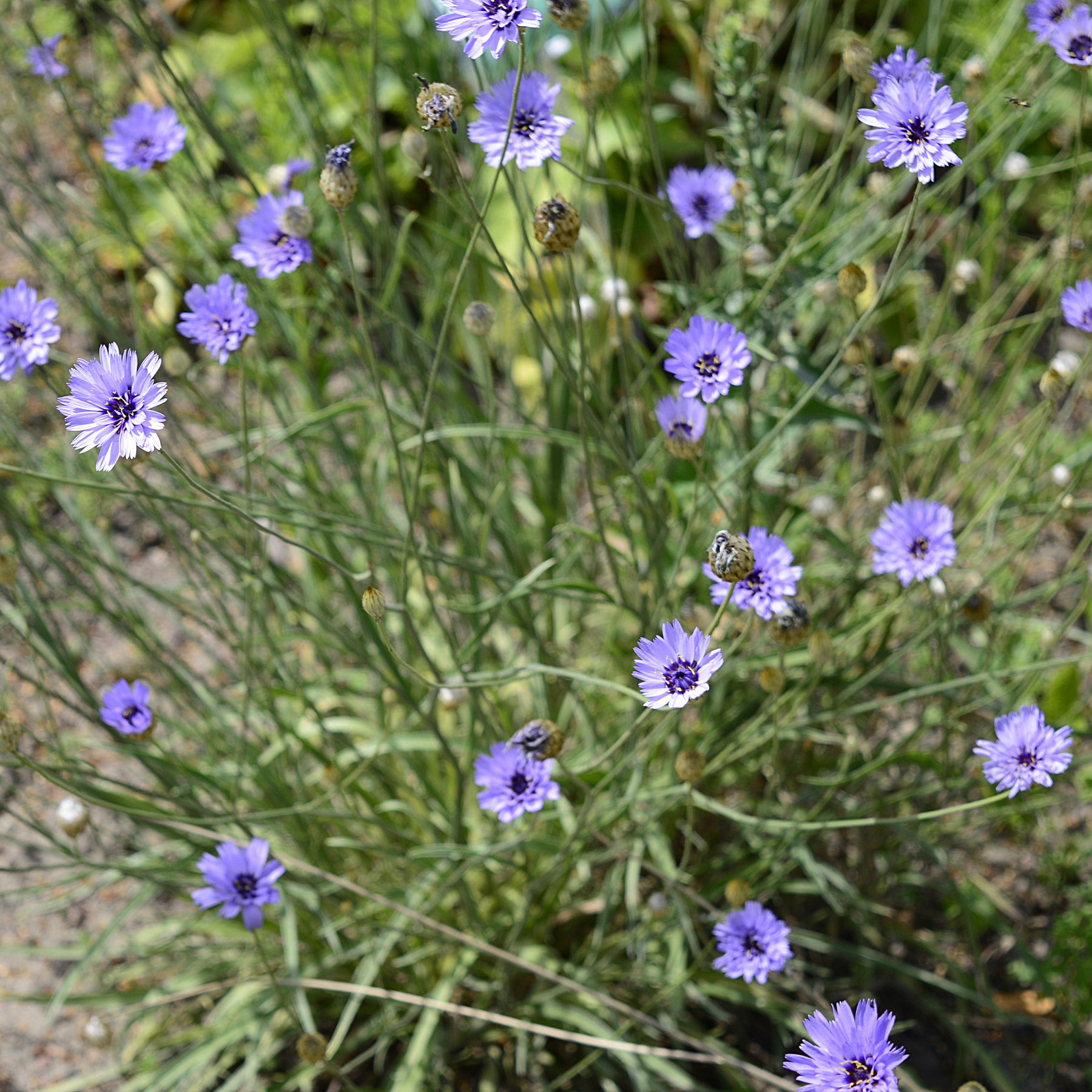Catananche caerulea - Blauwe strobloem - Bloeiende vaste planten
