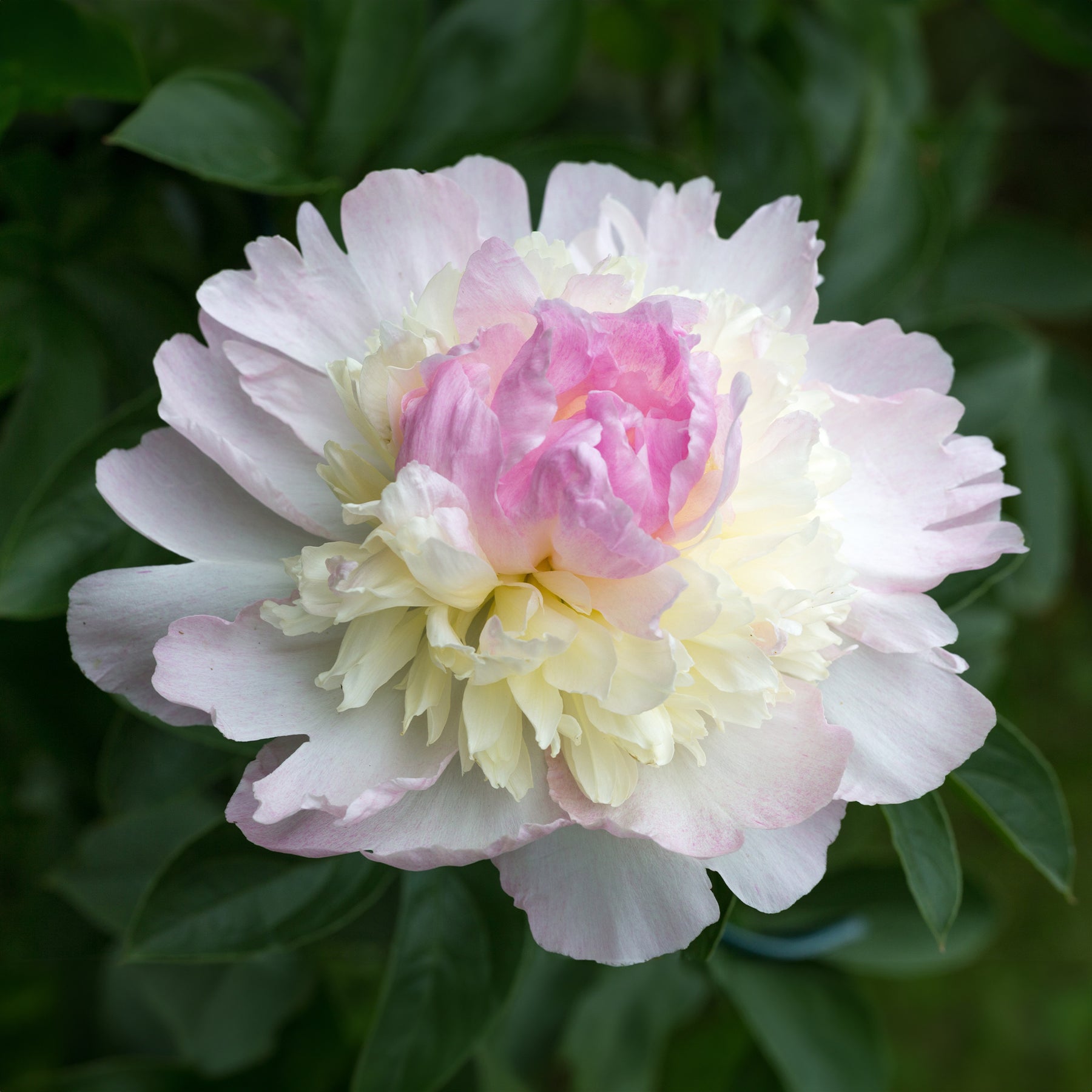 Paeonia lactiflora Raspberry Sundae - Pioenroos 'Sundae' - Pioenrozen