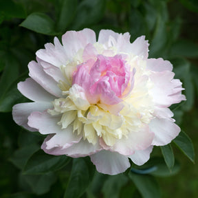 Paeonia lactiflora Raspberry Sundae - Pioenroos 'Sundae' - Pioenrozen
