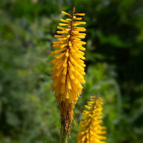 Kniphofia sunningdale gold - Vuurpijl 'Sunningdale Gold' (x3) - Kniphofia