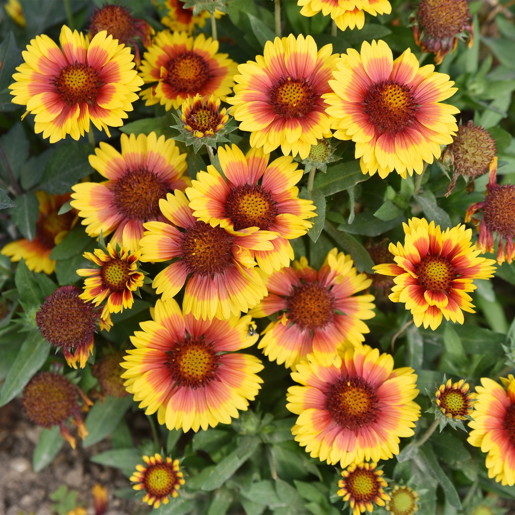 Verkoop Kokardenbloem 'Kobold'