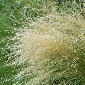 Siergrassen - Vedergras - Stipa tenuissima