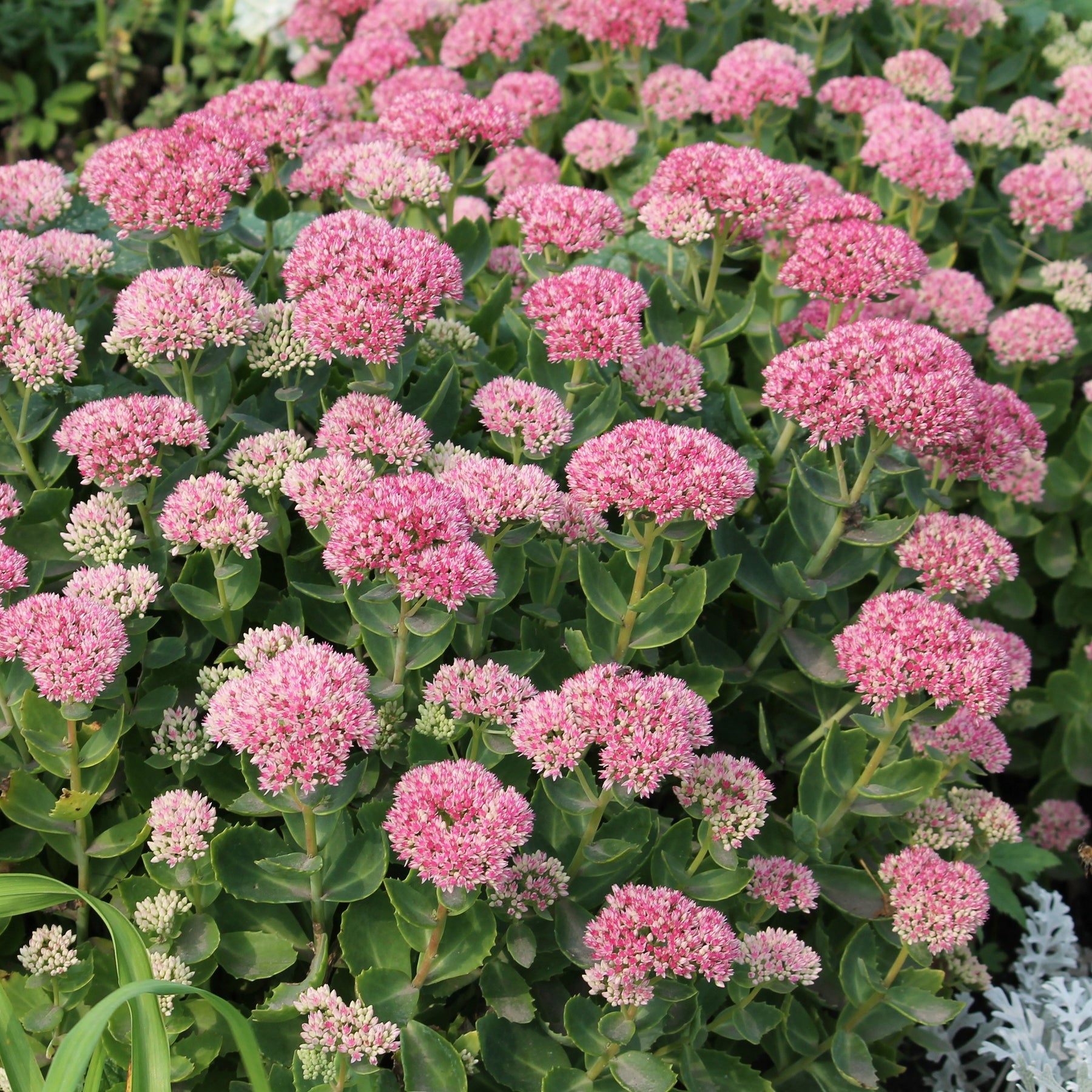 Vaste planten - Roze hemelsleutel - Sedum spectabile