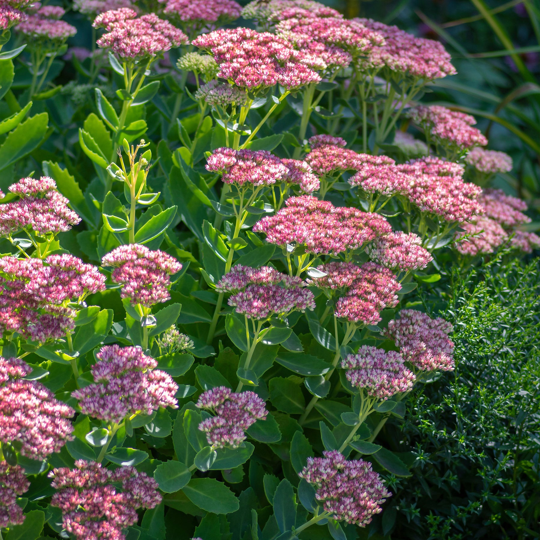 Sedum spectabile - Roze hemelsleutel - Vaste planten